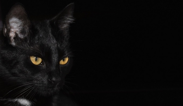 Для кого опасна черная кошка?